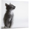 Gray kitten by Anonymous