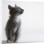 Gray kitten by Anonymous