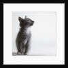 Gray kitten by Anonymous