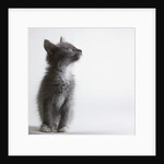 Gray kitten by Anonymous