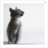 Gray kitten by Anonymous