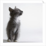 Gray kitten by Anonymous