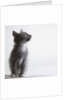 Gray kitten by Anonymous
