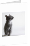 Gray kitten by Anonymous