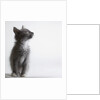 Gray kitten by Anonymous