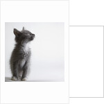 Gray kitten by Anonymous