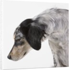 English setter by Anonymous