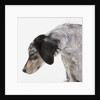 English setter by Anonymous