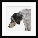 English setter by Anonymous