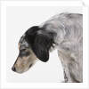 English setter by Anonymous