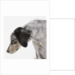 English setter by Anonymous