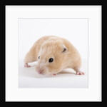Hamster by Anonymous