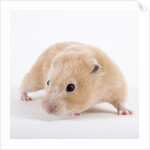 Hamster by Anonymous