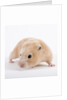 Hamster by Anonymous