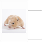 Hamster by Anonymous