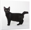 Black cat by Anonymous