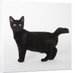 Black cat by Anonymous