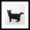 Black cat by Anonymous