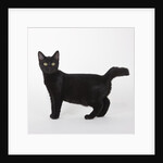 Black cat by Anonymous
