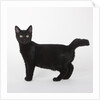 Black cat by Anonymous