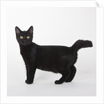 Black cat by Anonymous