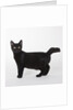 Black cat by Anonymous