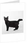 Black cat by Anonymous