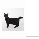 Black cat by Anonymous