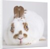 White and tan rabbit by Anonymous
