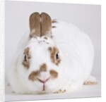 White and tan rabbit by Anonymous