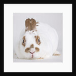 White and tan rabbit by Anonymous
