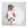 White and tan rabbit by Anonymous