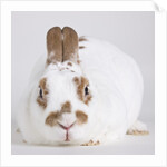 White and tan rabbit by Anonymous