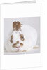 White and tan rabbit by Anonymous
