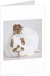 White and tan rabbit by Anonymous