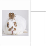 White and tan rabbit by Anonymous