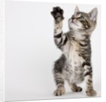 Kitten pawing at air by Anonymous