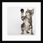 Kitten pawing at air by Anonymous