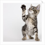 Kitten pawing at air by Anonymous