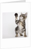 Kitten pawing at air by Anonymous