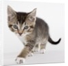 Tabby kitten by Anonymous
