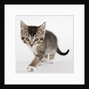 Tabby kitten by Anonymous
