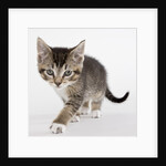 Tabby kitten by Anonymous