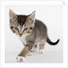 Tabby kitten by Anonymous