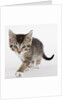 Tabby kitten by Anonymous