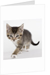Tabby kitten by Anonymous