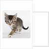 Tabby kitten by Anonymous