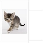 Tabby kitten by Anonymous