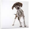 German shorthaired pointer puppy by Anonymous