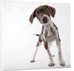 German shorthaired pointer puppy by Anonymous